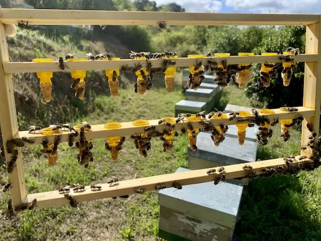 Material apícola para cría de reinas: realeras con celdas reales en un cuadro