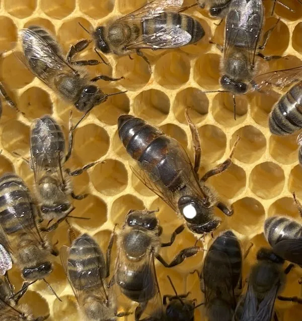 Reina fecundada marcada sobre un panal con abejas