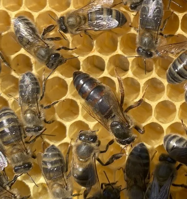 Reina virgen entre abejas sobre un panal