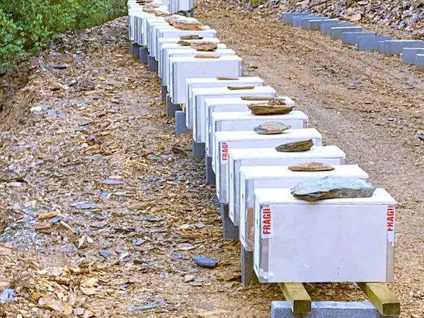Núcleos de abejas Langstroth preparados para su recogida