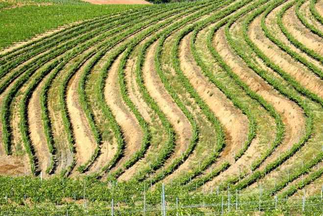 plantacion de vino en valdeorras