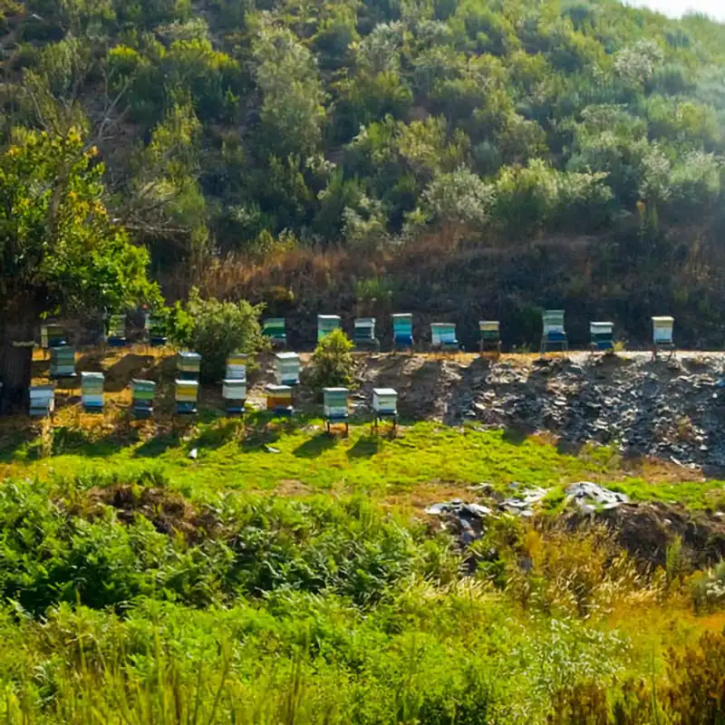 Colmenar de O Marquesado en un paisaje de montaña